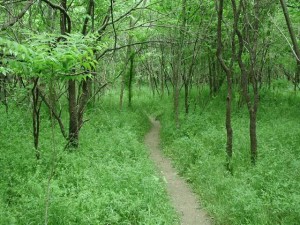 trail home